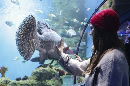 «Сибантрацит» подарил детям экскурсию в Океанариум